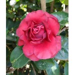 Camellia sp.